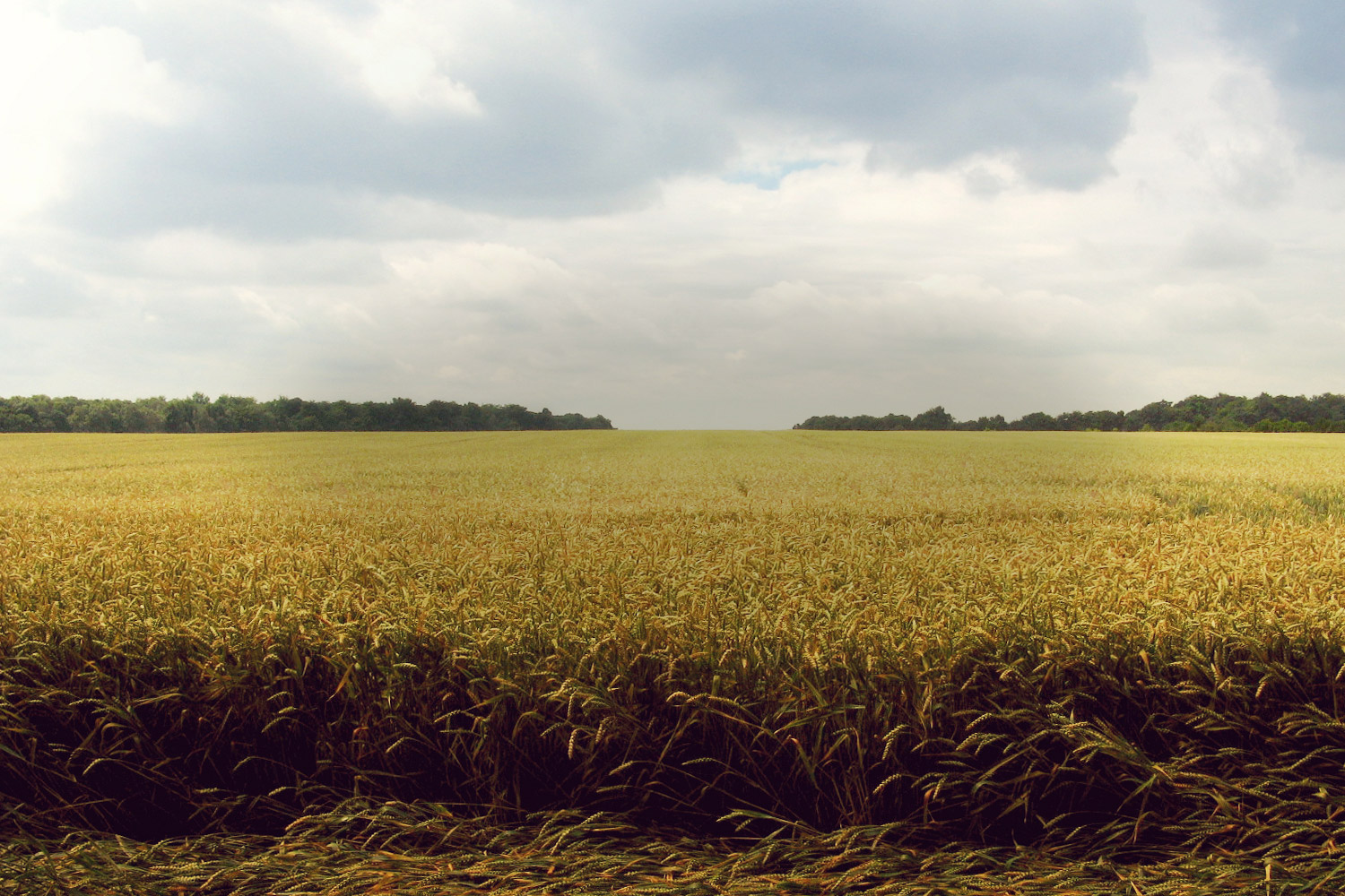 cornfield